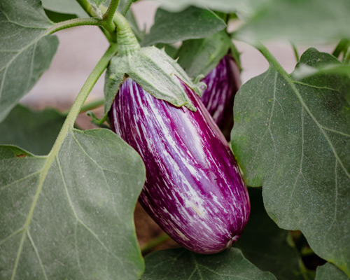 Brinjal