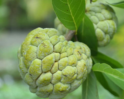 Custard Apple